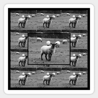 Sheep Magnet